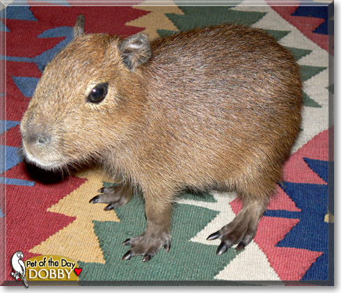 Dobby, the Pet of the Day