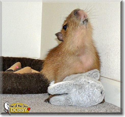 Dobby, the Pet of the Day