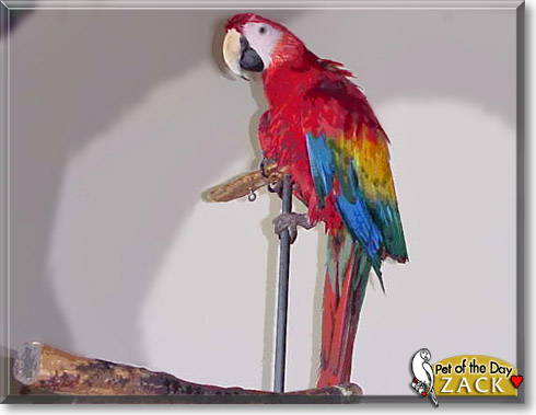 Zack, the Pet of the Day
