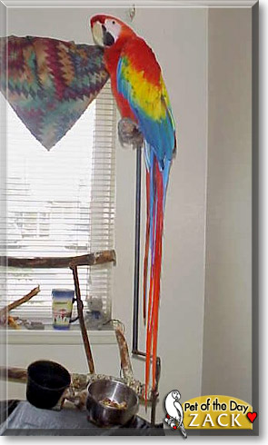 Zack, the Pet of the Day