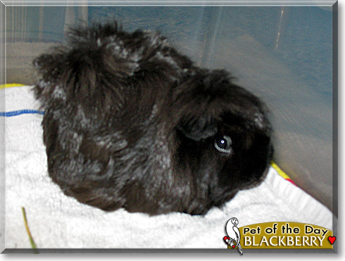 Blackberry, the Pet of the Day