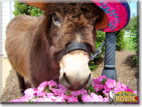 Robin, the Pet of the Day