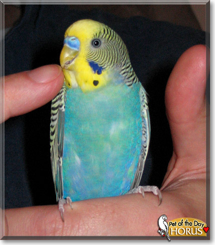 Horus, the Pet of the Day
