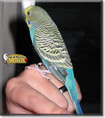 Horus, the Pet of the Day