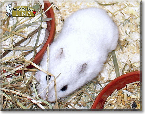 Lina, the Pet of the Day