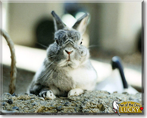 Lucky, the Pet of the Day