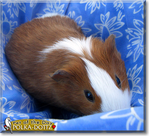 Polka-Dottz, the Pet of the Day