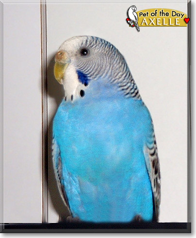 Axelle, the Pet of the Day