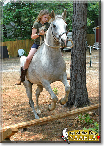 Naahla, the Pet of the Day
