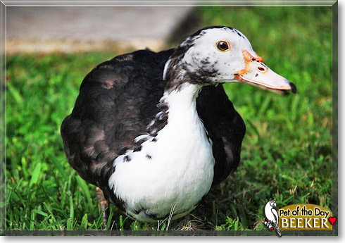 Beeker, the Pet of the Day