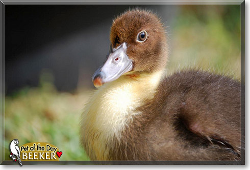 Beeker, the Pet of the Day
