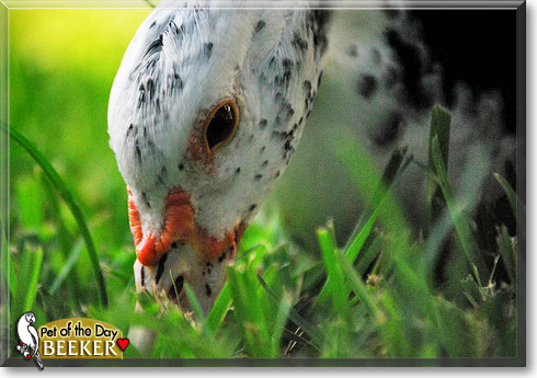 Beeker, the Pet of the Day
