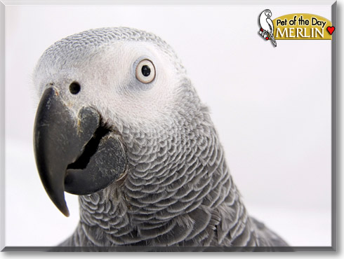 Merlin, the Pet of the Day