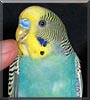 Horus