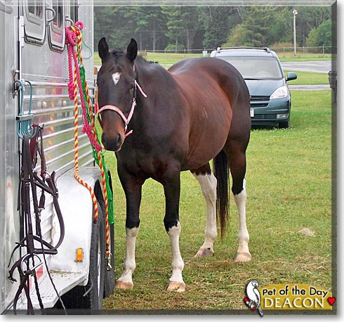 Deacon, the Pet of the Day Deacon, the Pet of the Day