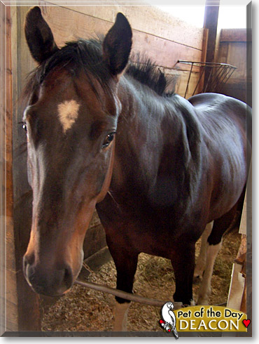 Deacon, the Pet of the Day Deacon, the Pet of the Day