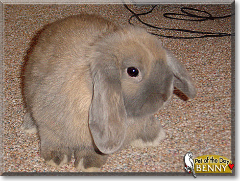 Benny, the Pet of the Day