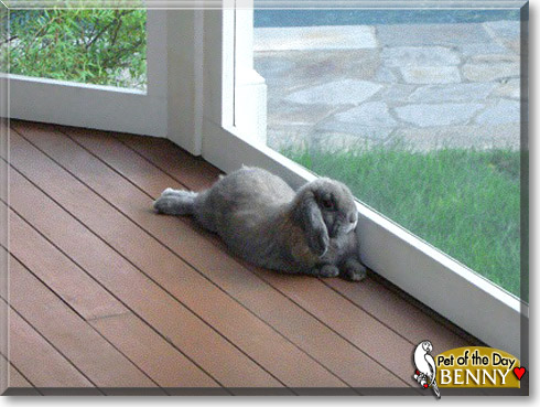 Benny, the Pet of the Day