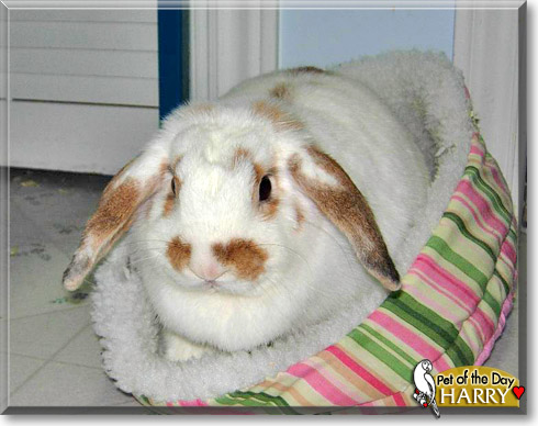 Harry, the Pet of the Day Harry, the Pet of the Day