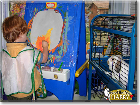Harry, the Pet of the Day Harry, the Pet of the Day