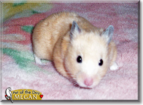 Megan, the Pet of the Day