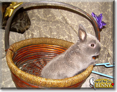 Benny, the Pet of the Day Benny, the Pet of the Day