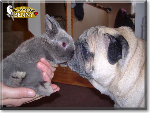 Benny, the Pet of the Day Benny, the Pet of the Day
