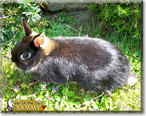 Sammy, the Pet of the Day