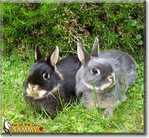 Sammy, the Pet of the Day