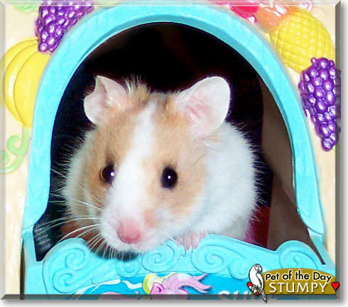 Stumpy, the Pet of the Day