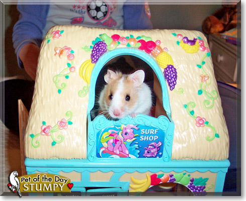 Stumpy, the Pet of the Day