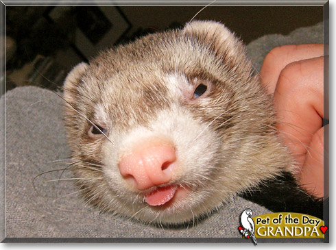 Grandpa, the Pet of the Day