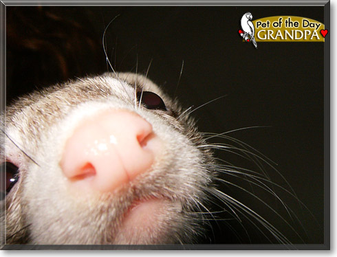 Grandpa, the Pet of the Day