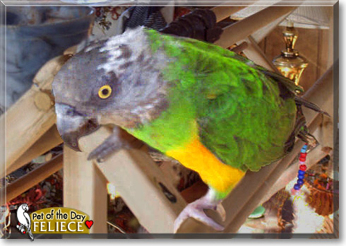 Feliece, the Pet of the Day Feliece, the Pet of the Day