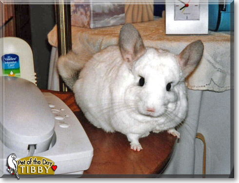 Tibby, the Pet of the Day