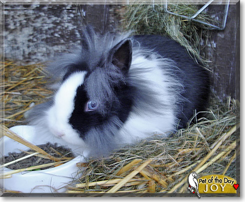 Joy, the Pet of the Day
