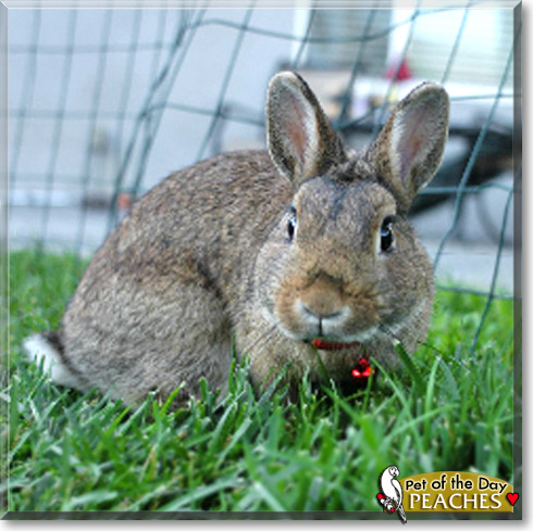Peaches, the Pet of the Day