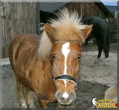 Anton, the Pet of the Day