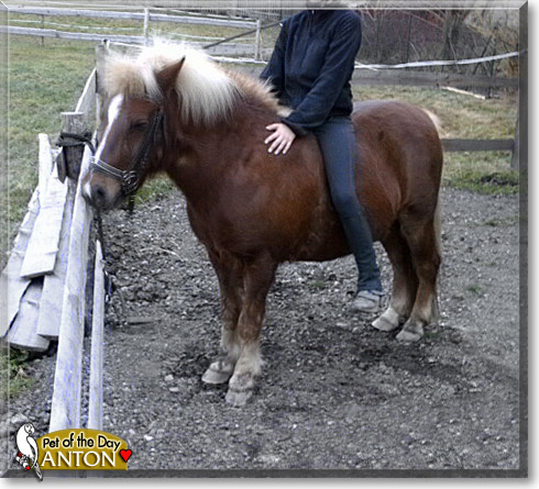 Anton, the Pet of the Day