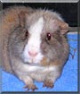 Benjamin