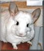Tibby