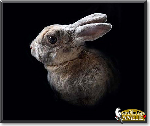 Amelie, the Pet of the Day