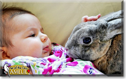 Amelie, the Pet of the Day
