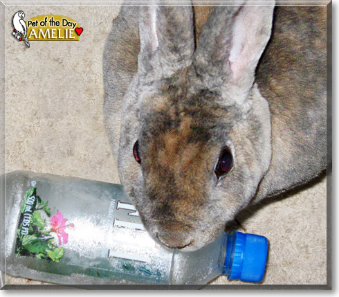 Amelie, the Pet of the Day