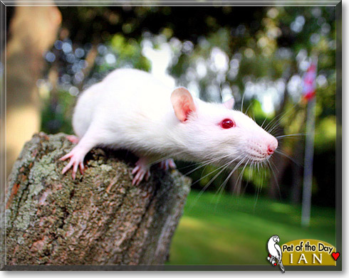 Ian, the Pet of the Day