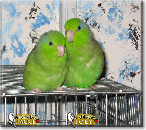 Jackie, Joey, the Pet of the Day Jackie, Joey, the Pet of the Day