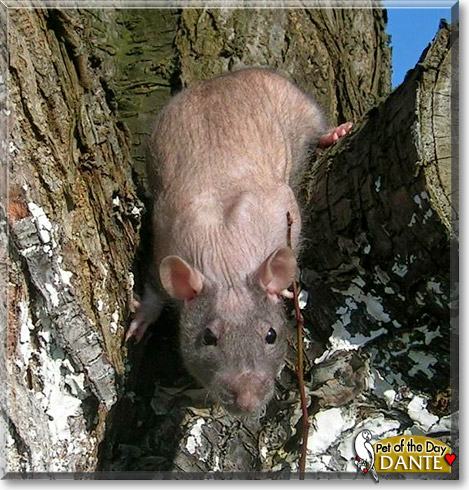 Dante, the Pet of the Day Dante, the Pet of the Day