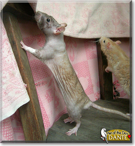 Dante, the Pet of the Day Dante, the Pet of the Day