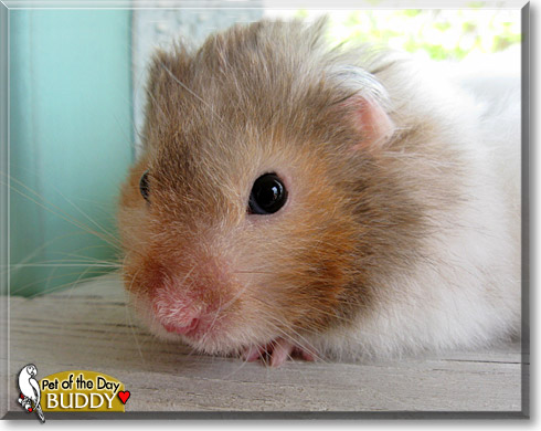 Buddy, the Pet of the Day