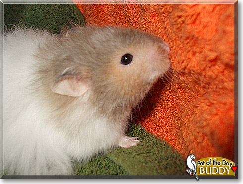 Buddy, the Pet of the Day